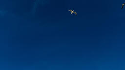 Bird Soaring in the Sky  image 1