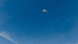 Bird Soaring in the Sky  image 3