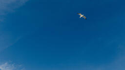 Bird Soaring in the Sky  image 2