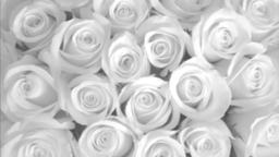 White Roses  PowerPoint image 2