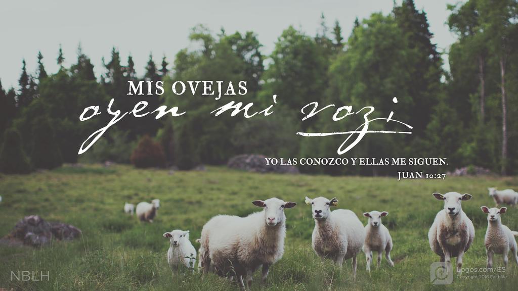 Juan 10:27: Mis ovejas oyen mi voz; yo las conozco y ellas me siguen.