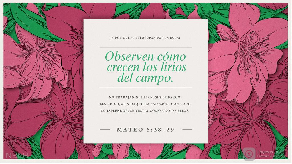 Mateo 6:28–29: »¿Y por qué se preocupan por la ropa? Observen cómo crecen los lirios del campo. No trabajan ni hilan; sin embargo, les digo que ni siquiera Salomón, con todo su esplendor, se vestía como uno de ellos.