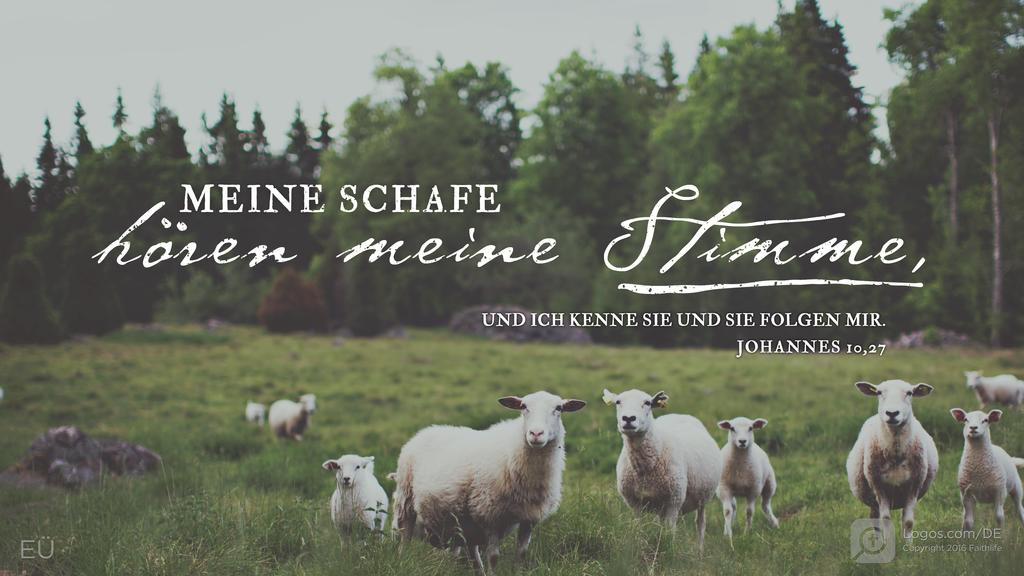 Johannes 10,27: MEINE SCHAFE hören meine Stimme, UND ICH KENNE SIE UND SIE FOLGEN MIR.