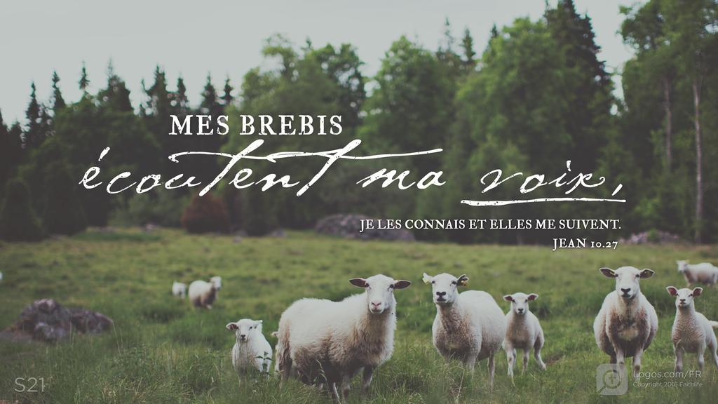 Jean 10.27: MES BREBIS écoutent ma voix, JE LES CONNAIS ET ELLES ME SUIVENT.