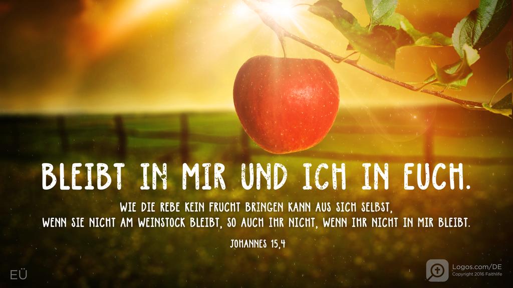 Johannes 15,4: BLEIBT IN MIR UND ICH IN EUCH. WIE DIE REBE KEIN FRUCHT BRINGEN KANN AUS SICH SELBST, WENN SIE NICHT AM WEINSTOCK BLEIBT, SO AUCH IHR NICHT, WENN IHR NICHT IN MIR BLEIBT.