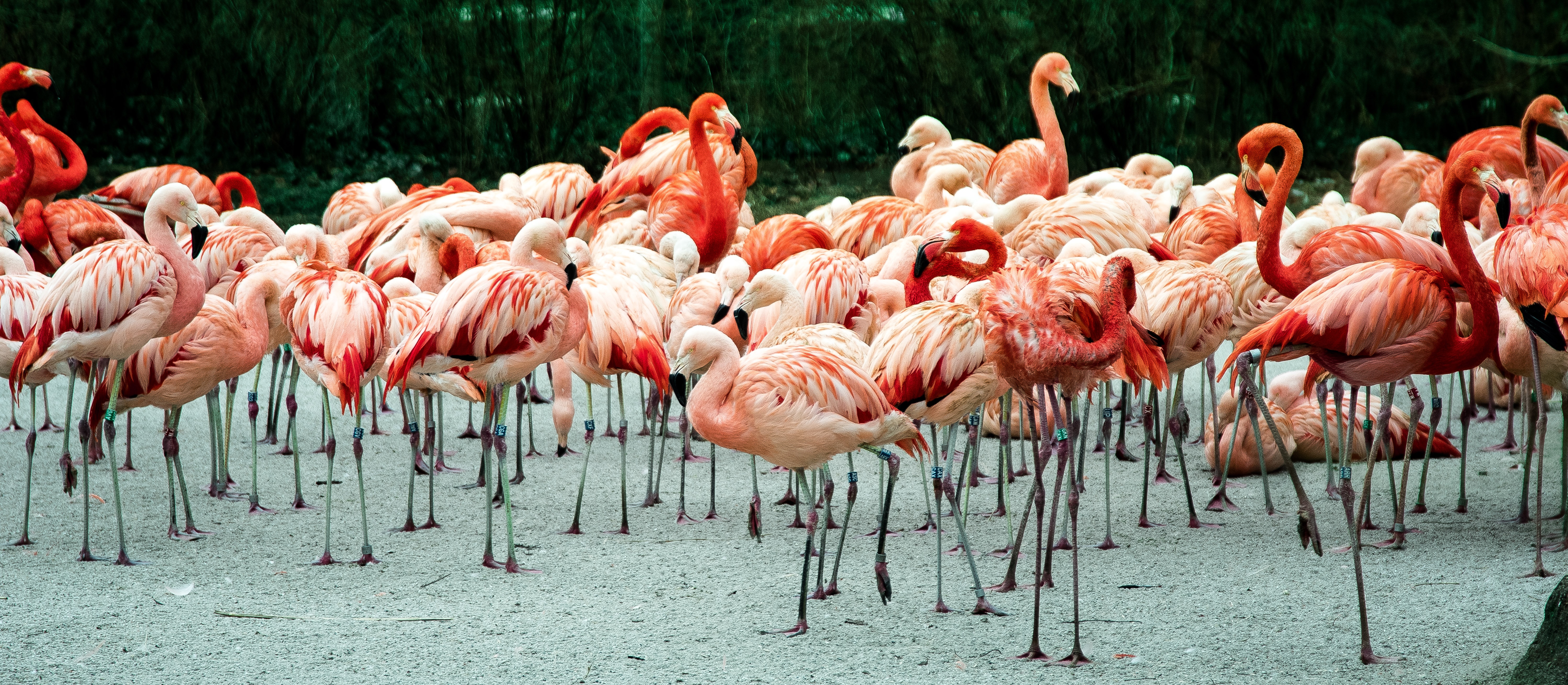 Flamingo