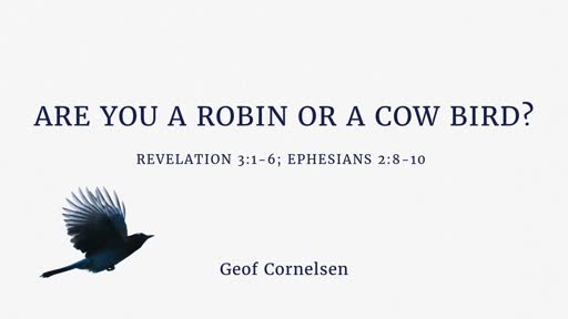 Are You A Robin Or A Cow Bird?