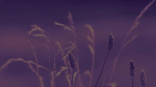 Purple Wildgrass - Content - Motion