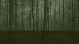Forest  PowerPoint image 2