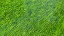 Grass in Water  PowerPoint image 2