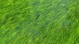 Grass in Water  PowerPoint image 3