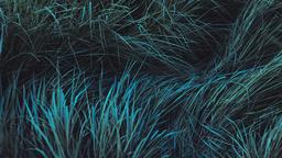 Grasses  PowerPoint image 3