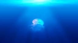 Jellyfish  PowerPoint image 3