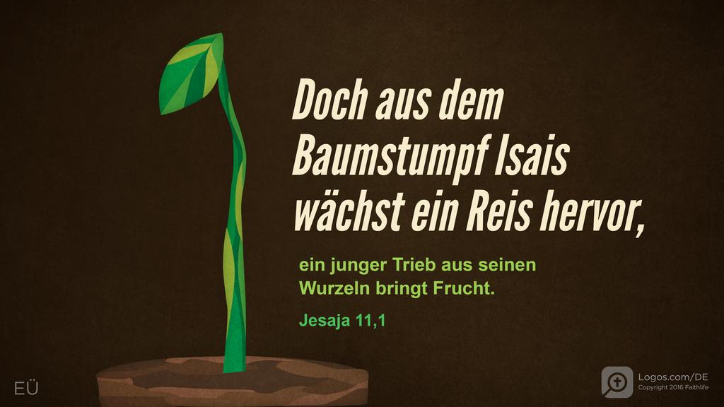 Jesaja 11,1: Doch aus dem Baumstumpf Isais wächst ein Reis hervor, ein junger Trieb aus seinen Wurzeln bringt Frucht.