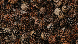 Large Pinecones  image 2