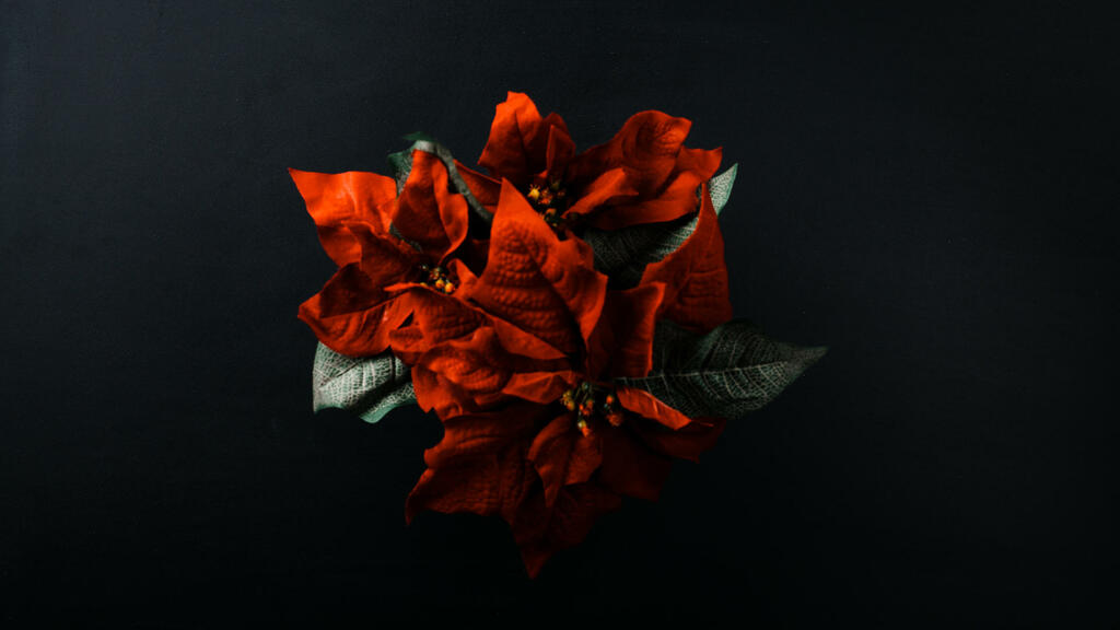 Poinsettia large preview