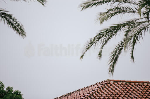 Terra Cotta Roof and Palm Branches