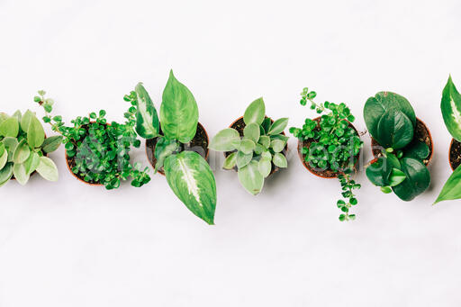 Little Potted Plants