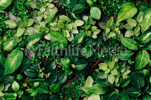 Full-Screen Plants