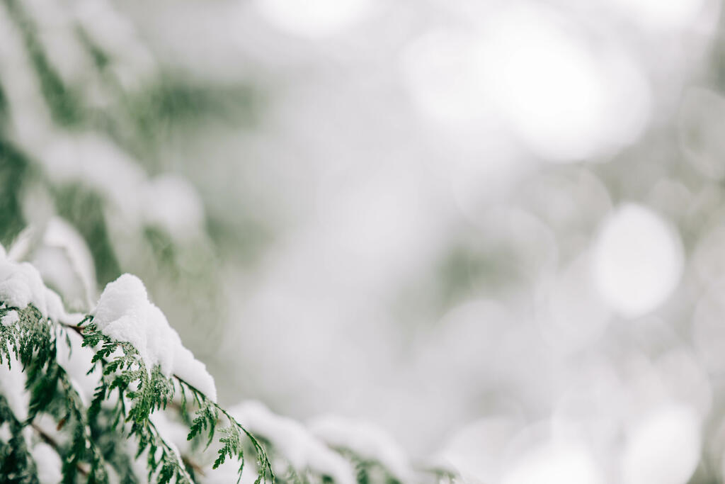 Snowy Trees large preview