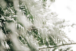 Snowy Forest  image 1