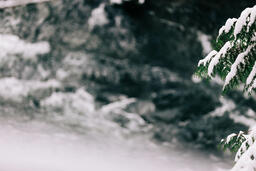 Snowy Trees  image 2