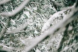 Snowy Forest  image 2