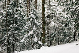 Snowy Forest  image 1