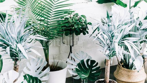 Green and White Tropical Plants