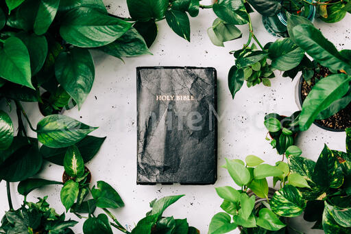 Holy Bible Surrounded by Foliage