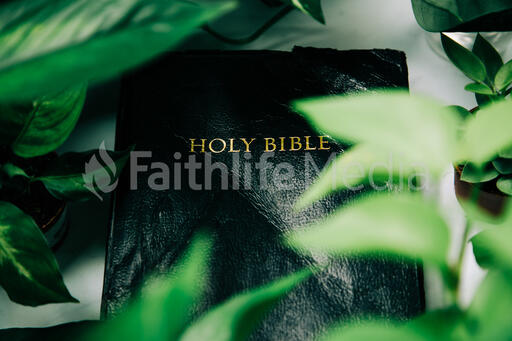 Holy Bible Surrounded by Foliage
