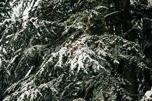 Snowy Tree Branches