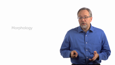 Verbal Parsing and Morphology