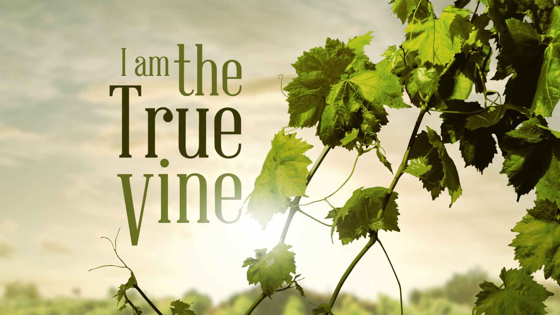 i-am-the-true-vine-abide-in-me-logos-sermons