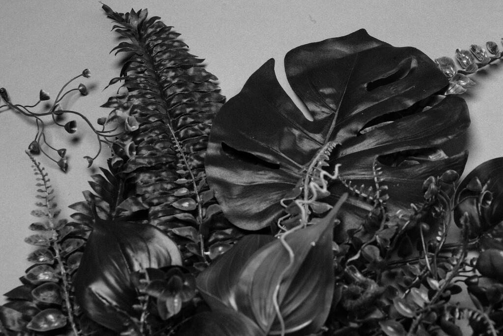 Black and White Foliage large preview