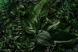 Jungle Greenery  image 2