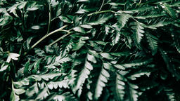Fern Leaves  image 4