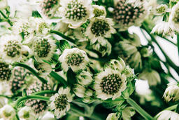 White Flowers and Greenery  image 4