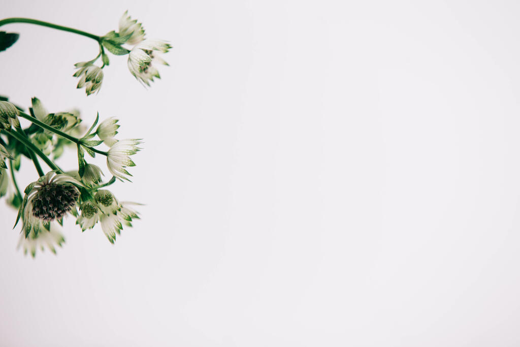 White Flowers and Greenery large preview