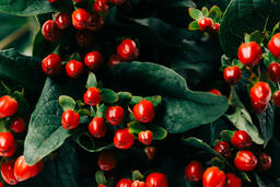 Red Berries  image 5