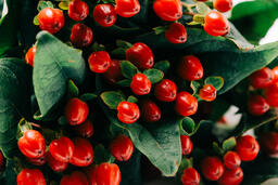 Red Berries  image 1
