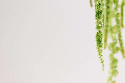Green Amaranthus Flowers  image 15