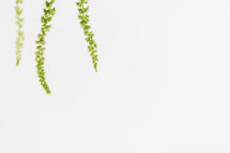 Green Amaranthus Flowers  image 12