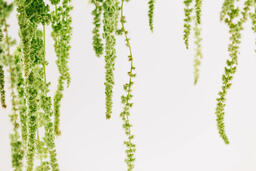 Green Amaranthus Flowers  image 1