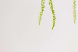Green Amaranthus Flowers  image 6