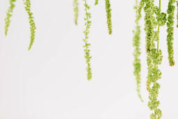 Green Amaranthus Flowers  image 3