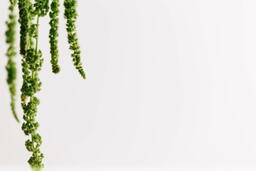 Green Amaranthus Flowers  image 9