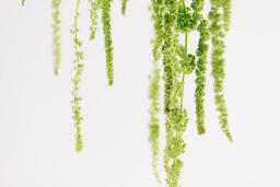Green Amaranthus Flowers  image 2