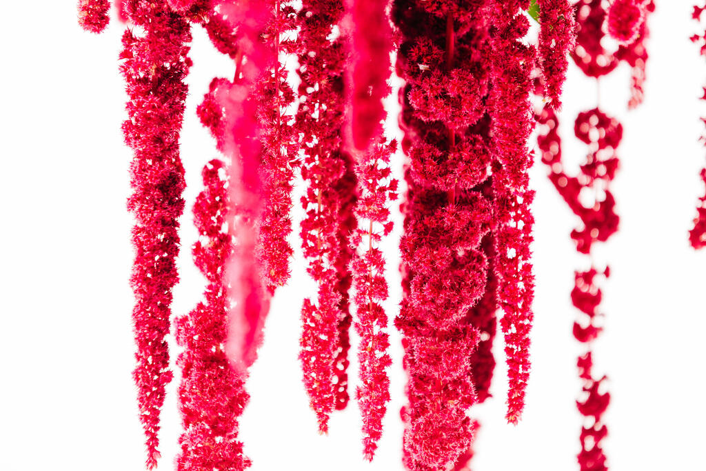 Magenta Amaranthus Flowers large preview