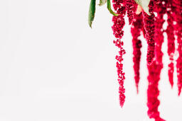 Magenta Amaranthus Flowers  image 4